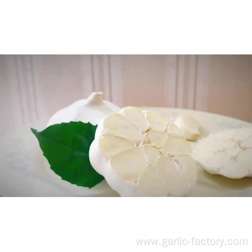 Fresh pure white garlic 5.0 cm
